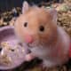 top-30-cutest-animals-in-the-world