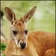 top-30-cutest-animals-in-the-world
