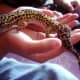 top-30-cutest-animals-in-the-world