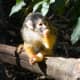 top-30-cutest-animals-in-the-world