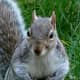 top-30-cutest-animals-in-the-world