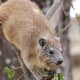 top-30-cutest-animals-in-the-world