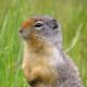 top-30-cutest-animals-in-the-world
