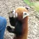 top-30-cutest-animals-in-the-world