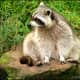 top-30-cutest-animals-in-the-world