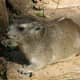 top-30-cutest-animals-in-the-world