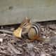 top-30-cutest-animals-in-the-world