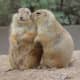 top-30-cutest-animals-in-the-world