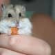 top-30-cutest-animals-in-the-world