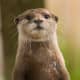 top-30-cutest-animals-in-the-world