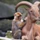 top-30-cutest-animals-in-the-world