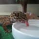 top-30-cutest-animals-in-the-world