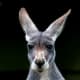 top-30-cutest-animals-in-the-world