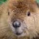 top-30-cutest-animals-in-the-world