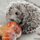 top-30-cutest-animals-in-the-world