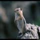 top-30-cutest-animals-in-the-world