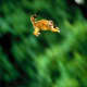top-30-cutest-animals-in-the-world