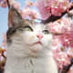 top-30-cutest-animals-in-the-world