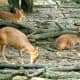 top-30-cutest-animals-in-the-world