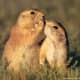 top-30-cutest-animals-in-the-world