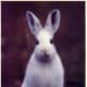 top-30-cutest-animals-in-the-world