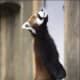 top-30-cutest-animals-in-the-world