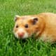 top-30-cutest-animals-in-the-world