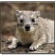 top-30-cutest-animals-in-the-world