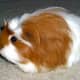 top-30-cutest-animals-in-the-world