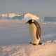top-30-cutest-animals-in-the-world