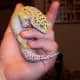 top-30-cutest-animals-in-the-world