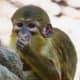 top-30-cutest-animals-in-the-world