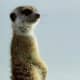top-30-cutest-animals-in-the-world