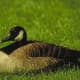 top-30-cutest-animals-in-the-world