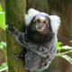 top-30-cutest-animals-in-the-world