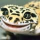 top-30-cutest-animals-in-the-world