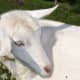 top-30-cutest-animals-in-the-world