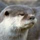 top-30-cutest-animals-in-the-world