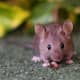 top-30-cutest-animals-in-the-world