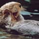 top-30-cutest-animals-in-the-world