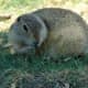 top-30-cutest-animals-in-the-world