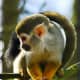 top-30-cutest-animals-in-the-world