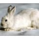 top-30-cutest-animals-in-the-world