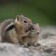 top-30-cutest-animals-in-the-world