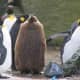 top-30-cutest-animals-in-the-world