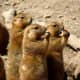 top-30-cutest-animals-in-the-world