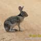 top-30-cutest-animals-in-the-world