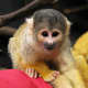 top-30-cutest-animals-in-the-world