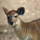 top-30-cutest-animals-in-the-world