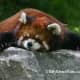 top-30-cutest-animals-in-the-world